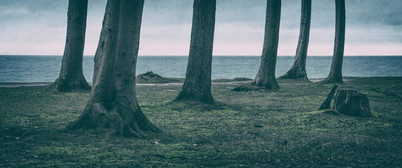 Forest of beech trees on the coast of the Baltic Sea in Winter, Germany