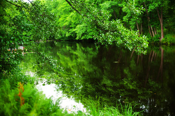 Fototapeta na wymiar Green trees on the Bank are reflected in the river