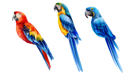 Set of colorful watercolor parrots in different coloration © castecodesign