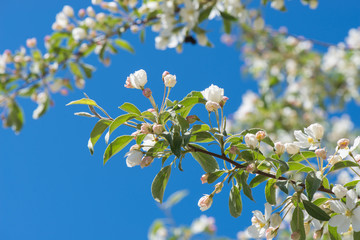 Macro shot of bird cherry blossom over blue sky