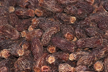 Khajoor or Date palm, (Phoenix dactylifera), Pune Maharashtra, India