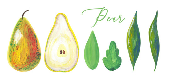 Set with watercolor pears.  Collection of hand drawn watercolor a pear fruit with green leaves isolated on white background.