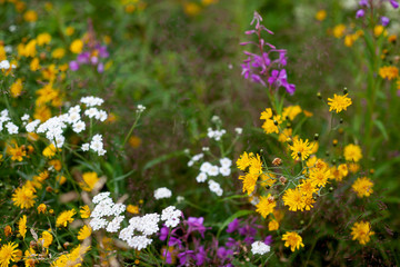 Obraz na płótnie Canvas Multicolored wild flowers in the field close-up