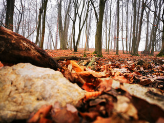 forest in autumn