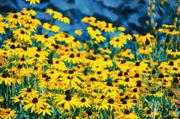 Black-eyed Susan (Rudbeckia hirta) flowers against a blue background as a beautiful bright yellow floral background (shallow DOF, selective focus)