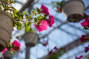 Red flowers in pots under the roof of the greenhouse