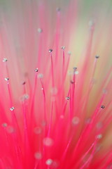 Close up. Tree Powderpuff, Tree Calliandra. Maharashtra, India.