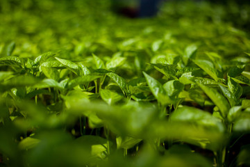 Seedlings of flowers in a greenhouse close up blurred background