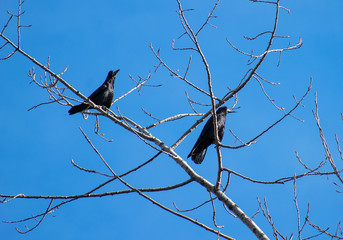 two large and black crows stand on the branches of a tree. In the background is a beautiful  blue sky