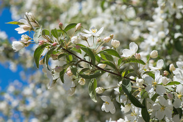 Macro shot of bird cherry blossom over blue sky