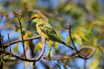 Green Bee-eater, Merops orientalis