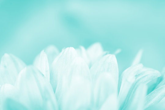 Fototapeta Niewyraźne sylwetki kwiatów stonowanych w turkusowym kolorze