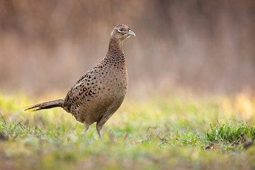 Female common pheasant, phasianus colchicus, hen standing on a meadow in the morning with copy space. Bird wildlife looking to camera in autumn. Animal in nature.