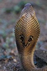 SPECTACLED COBRA. Naja naja. Venomous, common. Elapidae, Pune.