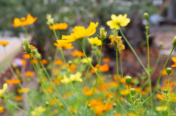 Cosmos yellow flower soft focus with some sharp and blurred background.