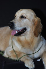 Portrait of a yellow Labrador retriever