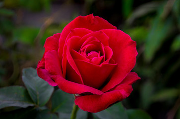 The red rose symbolizes love.