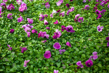 Flowers Pansies on a green background