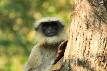 Gray langurs or Hanuman langurs, Sinhagad Vally, Pune