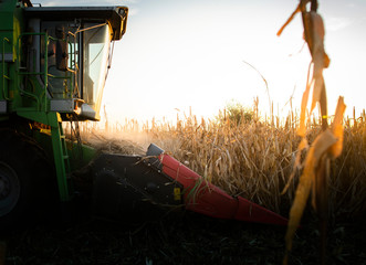 Combine harvesting corn in sunset