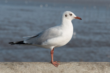 Fototapeta na wymiar The white seagull stands alone.