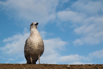 Seagull on the roof and cloudy sky