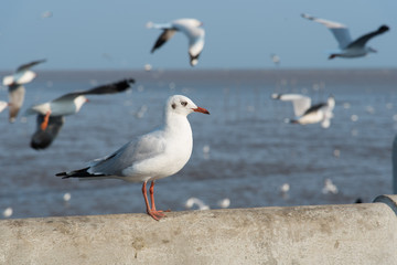 The white seagull stands alone.