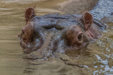 Hippo