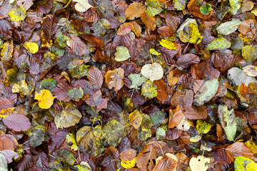 Many yellow and dried leaves fallen from the trees. Natural carpet in forests. A beautiful texture.