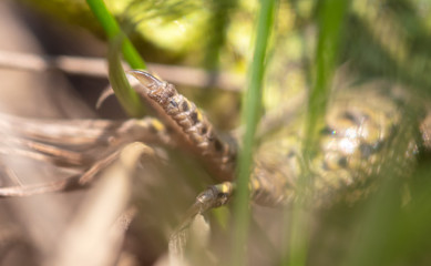 Paw green lizard on the nature