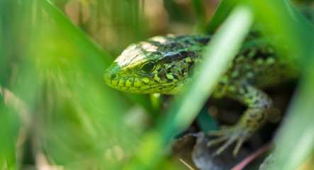 A green lizard is hiding in the grass in nature