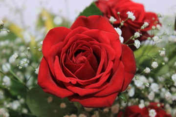 Close up of a rose Pune