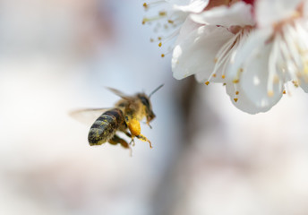 A bee collects honey from a flower