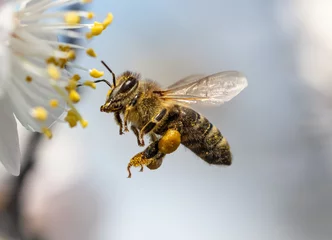 Fotobehang Bij Een bij verzamelt honing van een bloem