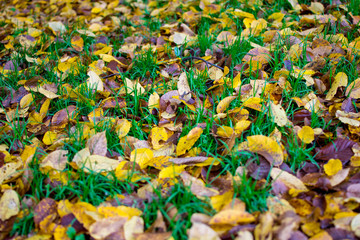 green grass among the dry yellow leaves. Autumn decoration
