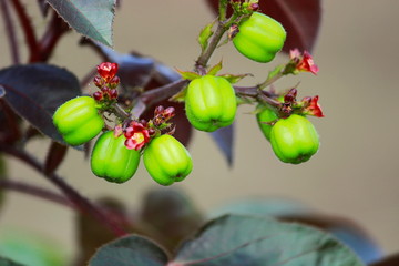 Bellyache Bush, Jatropha gossypiifolia, Pune, Maharashtra, India