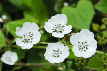 Pinda concanensis, Konkan Pinda, Kass Pathar, Satara, Maharashtra, Pune