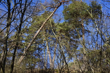 Baumlandschaft bei Kladow (Berlin) im Sonnenlicht
