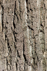 Tree bark as an abstract background