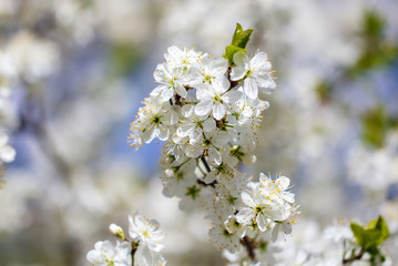 Fototapeta premium White flowers on a fruit tree on nature