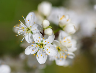 White flowers on a fruit tree on nature