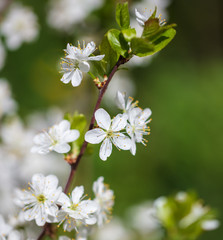 White flowers on a fruit tree on nature