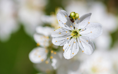 White flowers on a fruit tree on nature