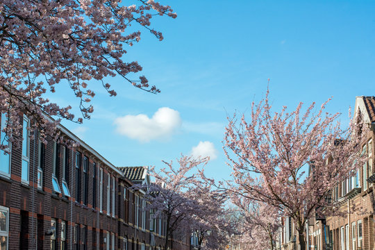 Classic brown dutch houses on the street with beautiful pink cherry trees in bloom in the spring in the daylight