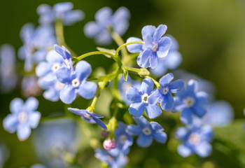 Blue flowers on the nature