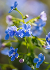 Obraz na płótnie Canvas Blue flowers on the nature