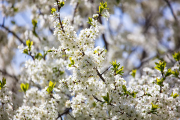 White flowers on a fruit tree on nature