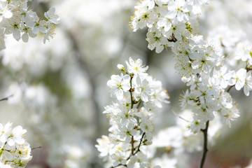 White flowers on a fruit tree on nature