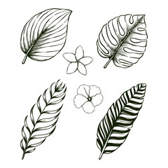 vector tropical leaves floral illustration set