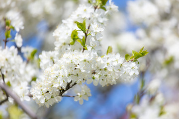 White flowers on a fruit tree on nature
